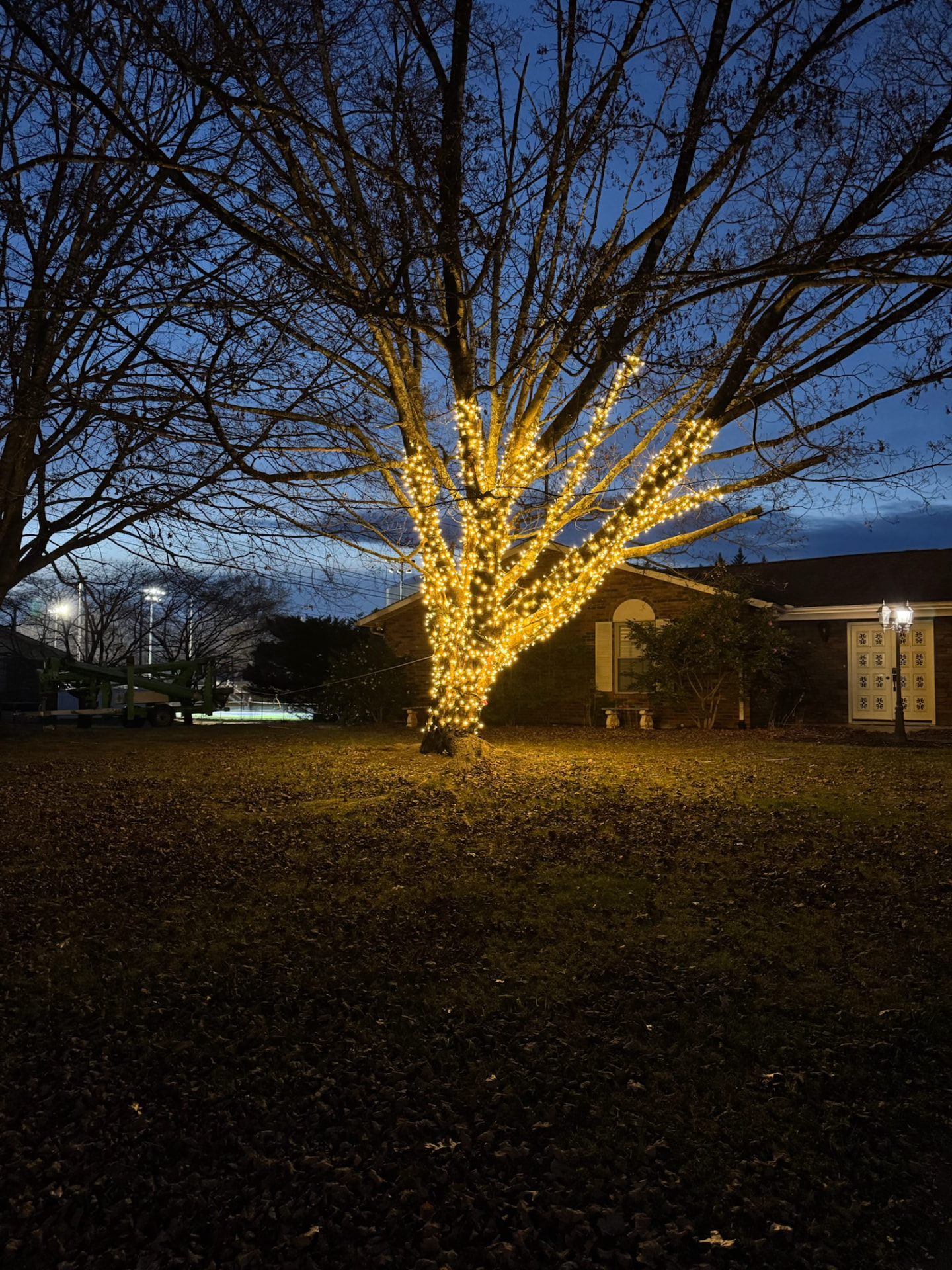 Large front yard tree wrapped trunk to branch tips in warm white mini lights at dusk in front of a brick home