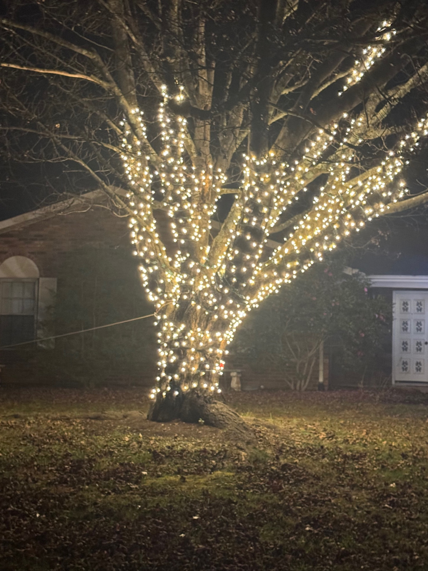Mature tree wrapped branch by branch in warm white Christmas lights glowing at night in front of a brick ranch home