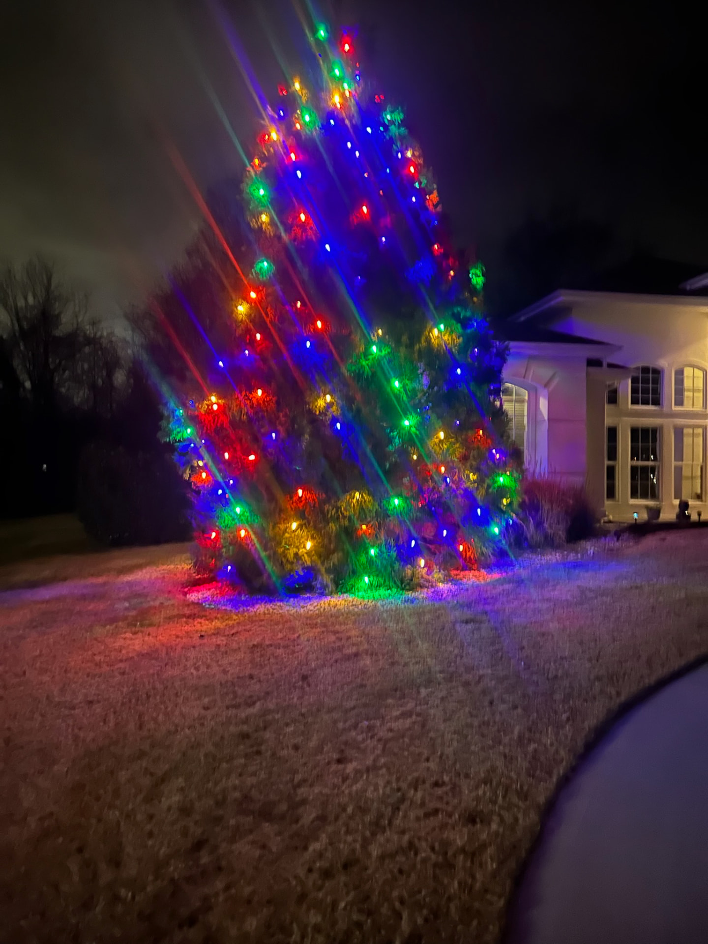 Tall evergreen tree covered in multicolor C9 Christmas lights glowing red, green, blue and gold at night